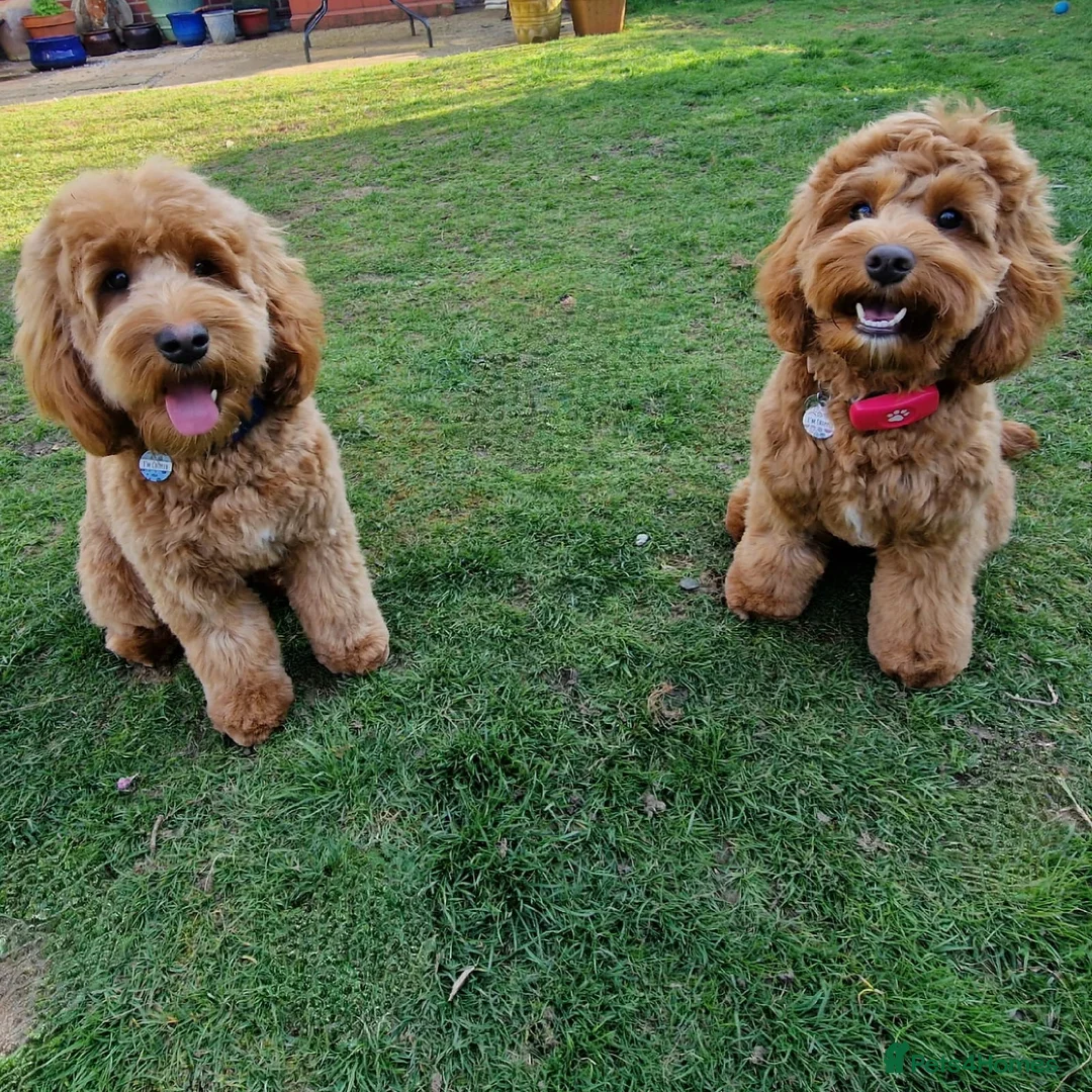 Cavalier King Charles Spaniel dogs for stud: 🌹KC REGISTERED HEALTH TESTED RUBY CKC FOR STUD in Sheerness - Advert 21