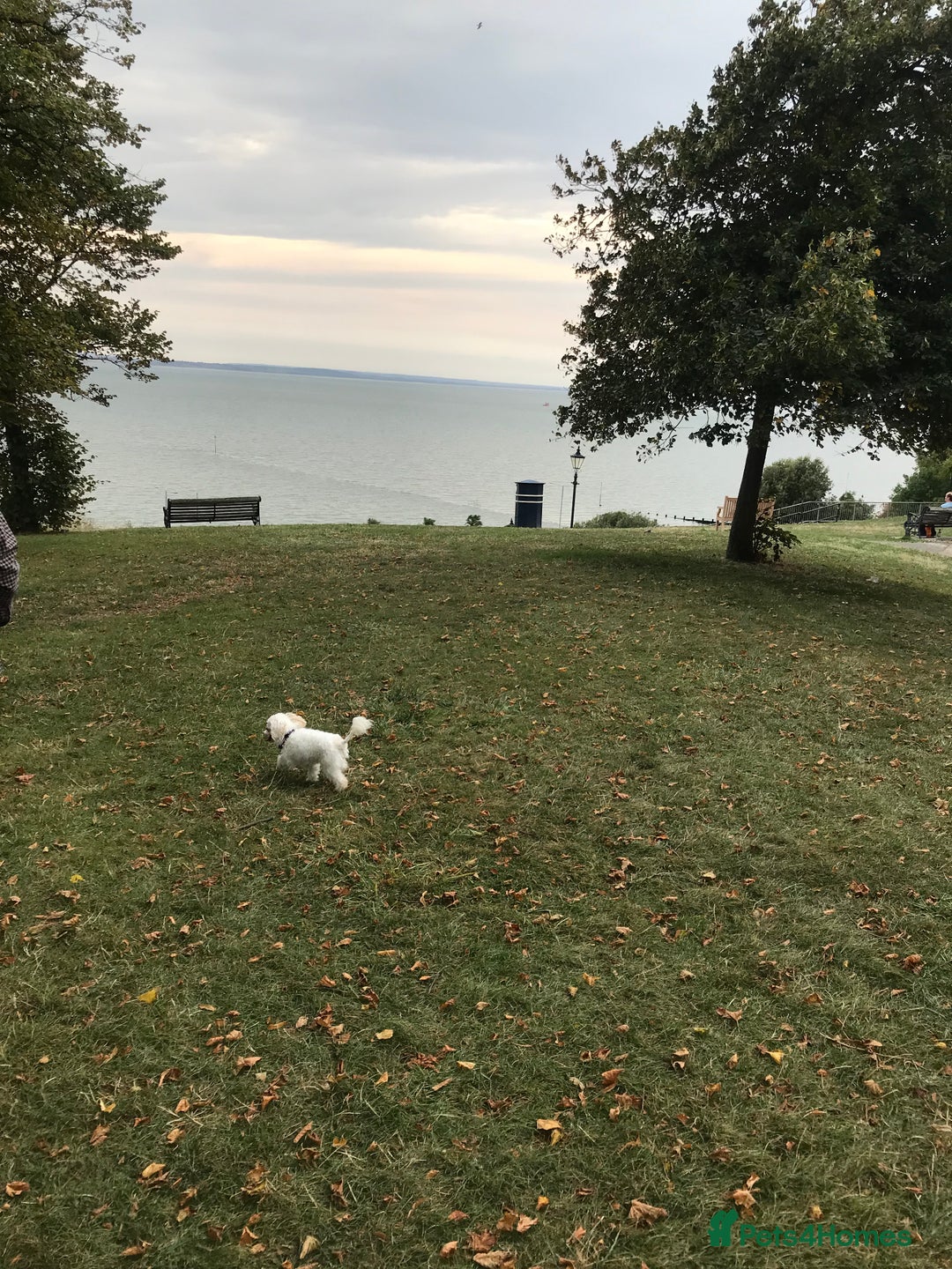 Maltipoo dogs for sale: Lovely maltipoo girl - Advert 4