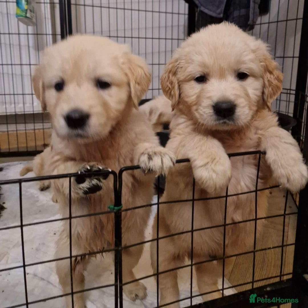 Golden Retriever dogs for sale: KC GoldenRetriver,READY NOW - Advert 2