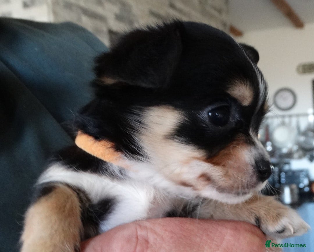 Jack Russell dogs for sale: Beautiful Jack Russell/chihuahua mix puppies - Advert 25