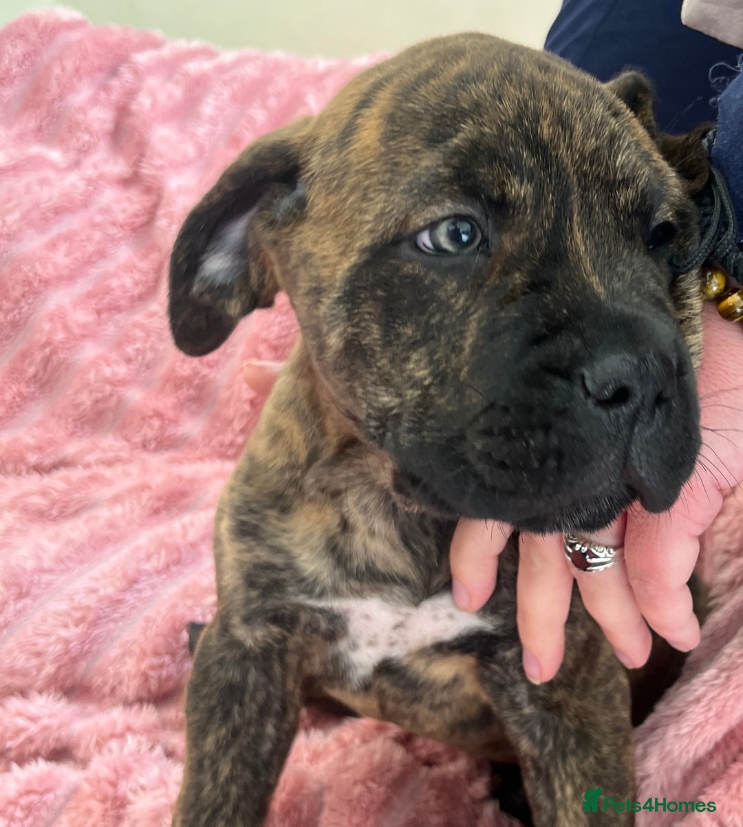 Mixed Breed dogs for sale: MastiffxCane Corso puppies⭐️Ready Now!! - Image 32
