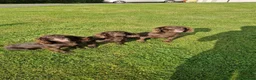 Cocker Spaniel dogs for sale: KC Cocker spaniel pups  in Carnforth - Advert 7