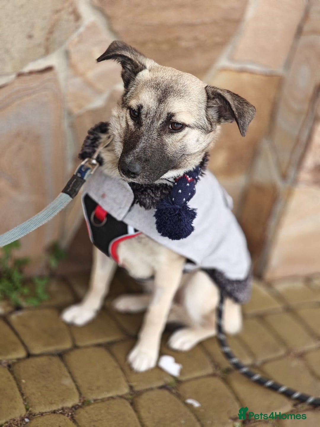 Mixed Breed dogs for adoption: ❤️TILLY -gentle, and affectionate pup❤️ - Advert 2