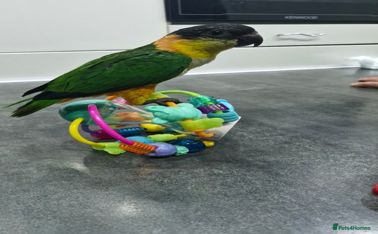 Parrots birds - Advert 13