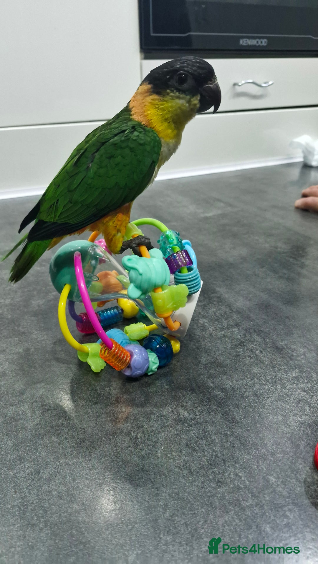 Parrots birds for sale: Hand reared Baby Black Headed Caiques  - Image 1