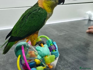 Parrots birds - Advert 9