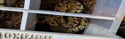 Python Snake reptiles for sale: Various Royal Pythons and hognose's  available  - Advert 3