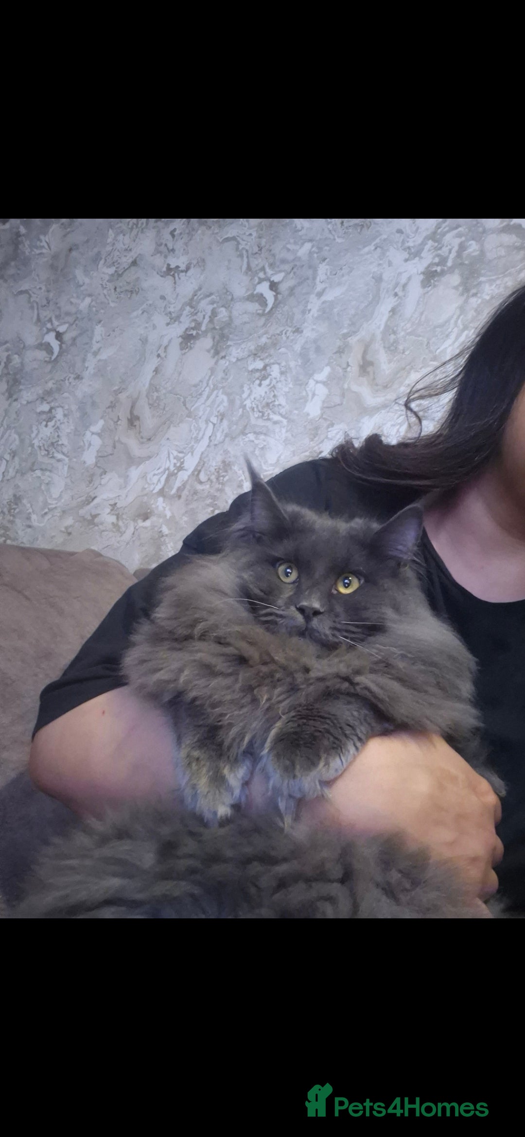 Maine Coon cats for sale: Stunning male maine coon - Advert 6