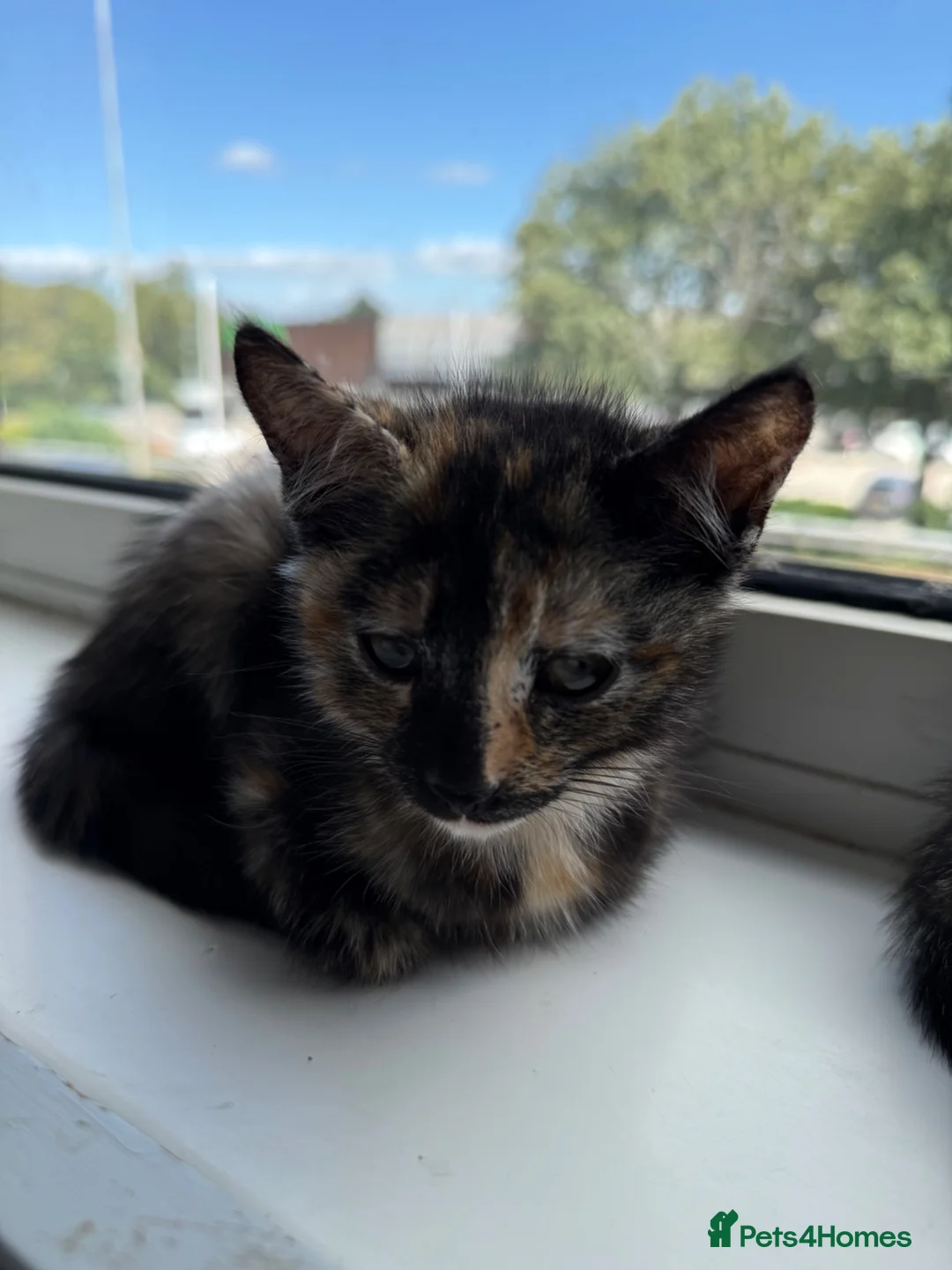 Mixed Breed cats for sale: 6 lovely kittens looking home - 🩷3 girls 🩵3 boys - Advert 1