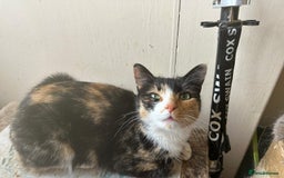 Mixed Breed cats for adoption: 1 year old tortie needs home of her own - Image 2
