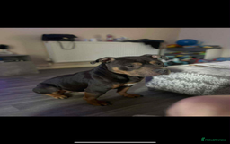 American Bully dogs for sale: Pocket Bully Pups - Advert 8