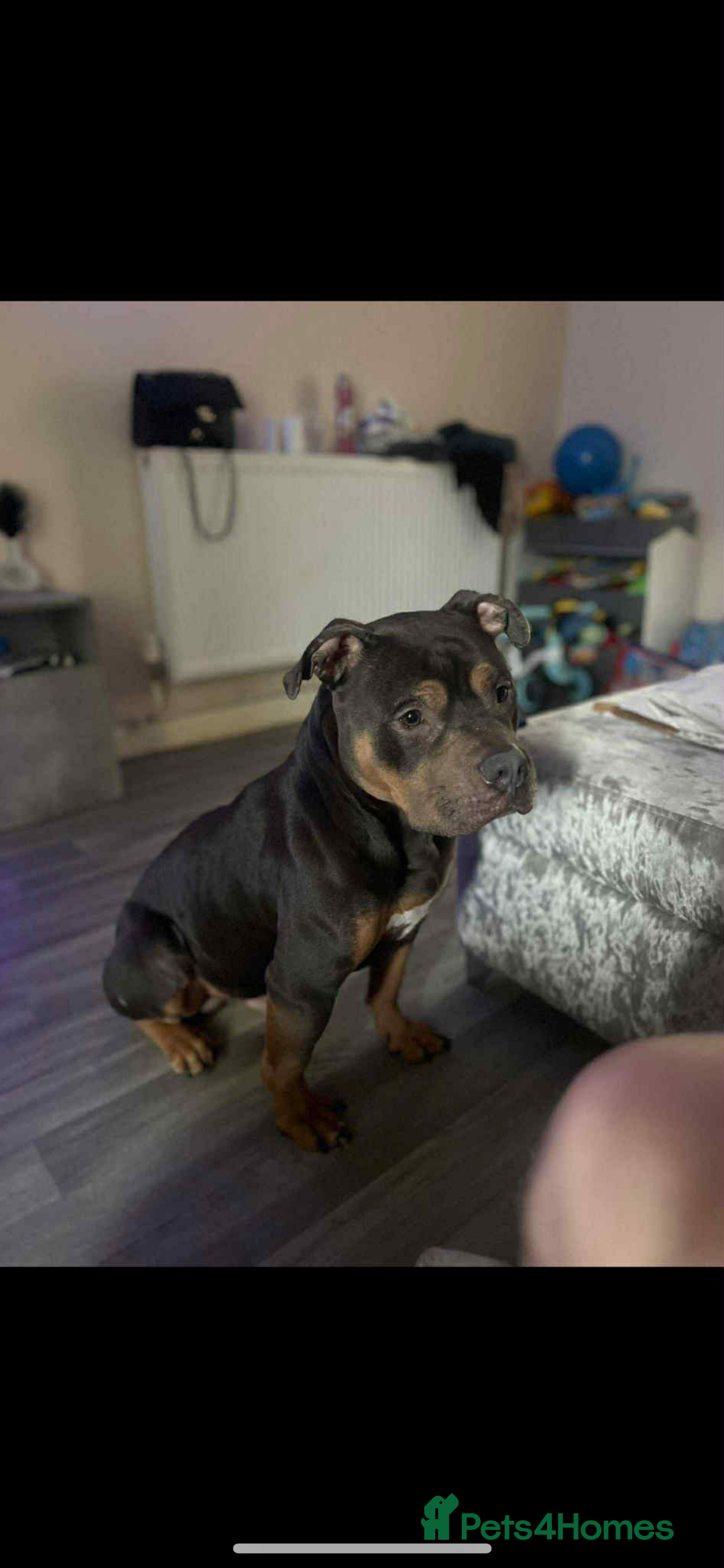 American Bully dogs for sale: Pocket Bully Pups - Advert 8