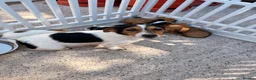 Jack Russell dogs for sale: Jack Russell puppies  - Advert 1