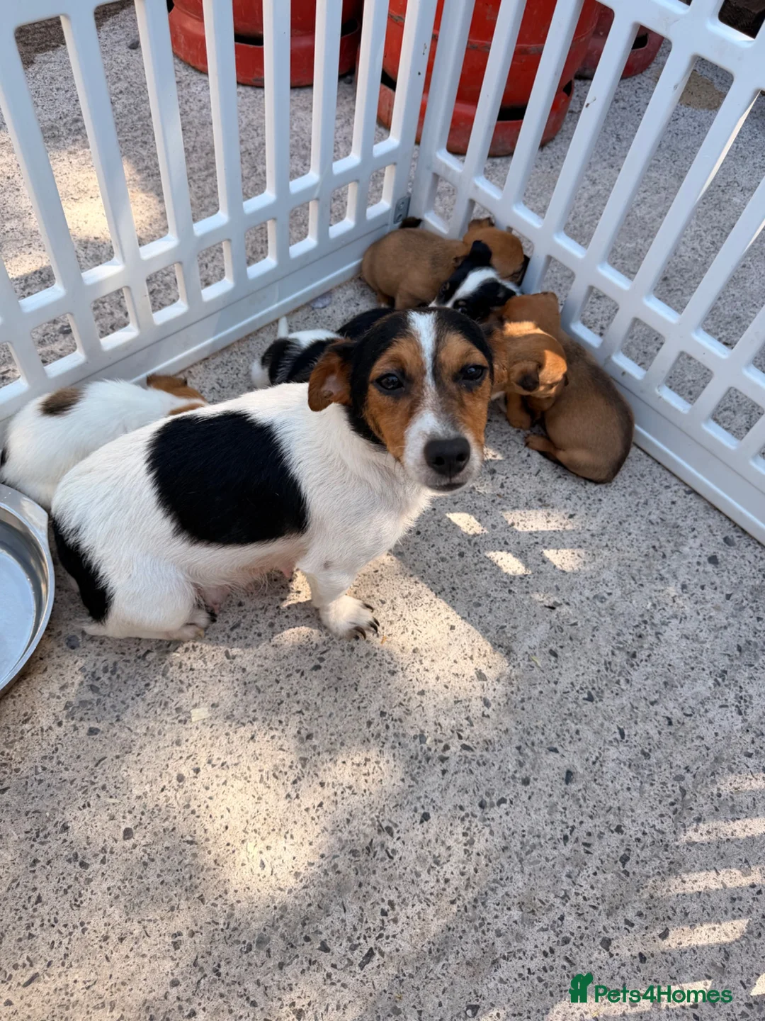 Jack Russell dogs for sale: Jack Russell puppies  - Advert 1