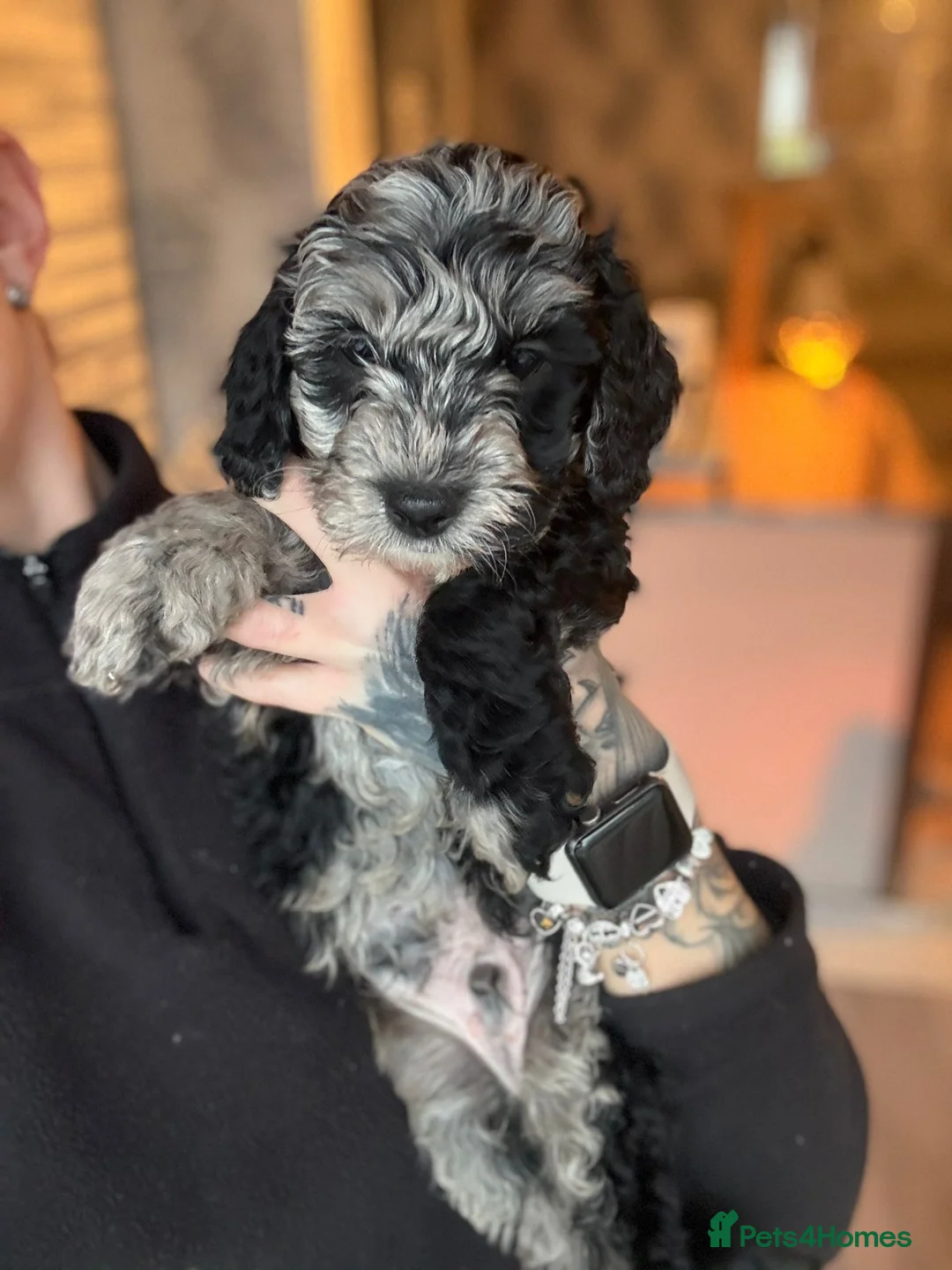 Cockapoo dogs for sale: Ready to go Stunning F1b Merle cockapoos  - Advert 10