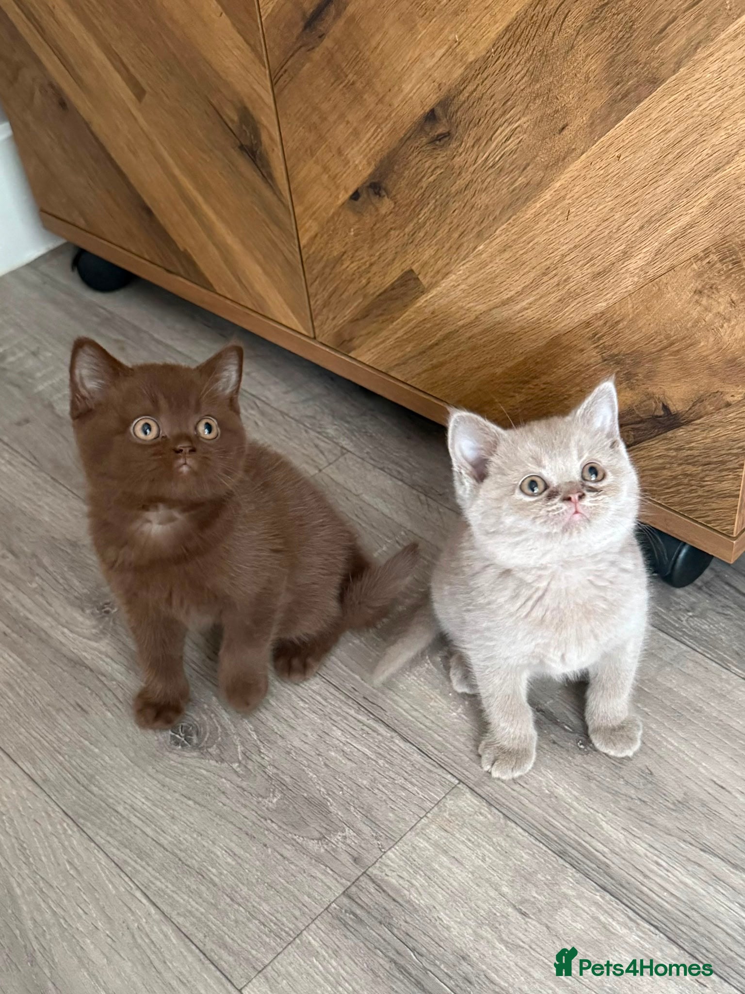 British Shorthair cats for sale: Lilac & Chocolate British shorthair kittens  - Advert 10