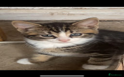 Mixed Breed cats for sale: Maine coon mixed breed - Image 12