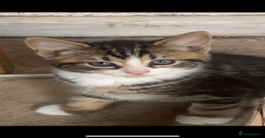 Mixed Breed cats - Advert 14
