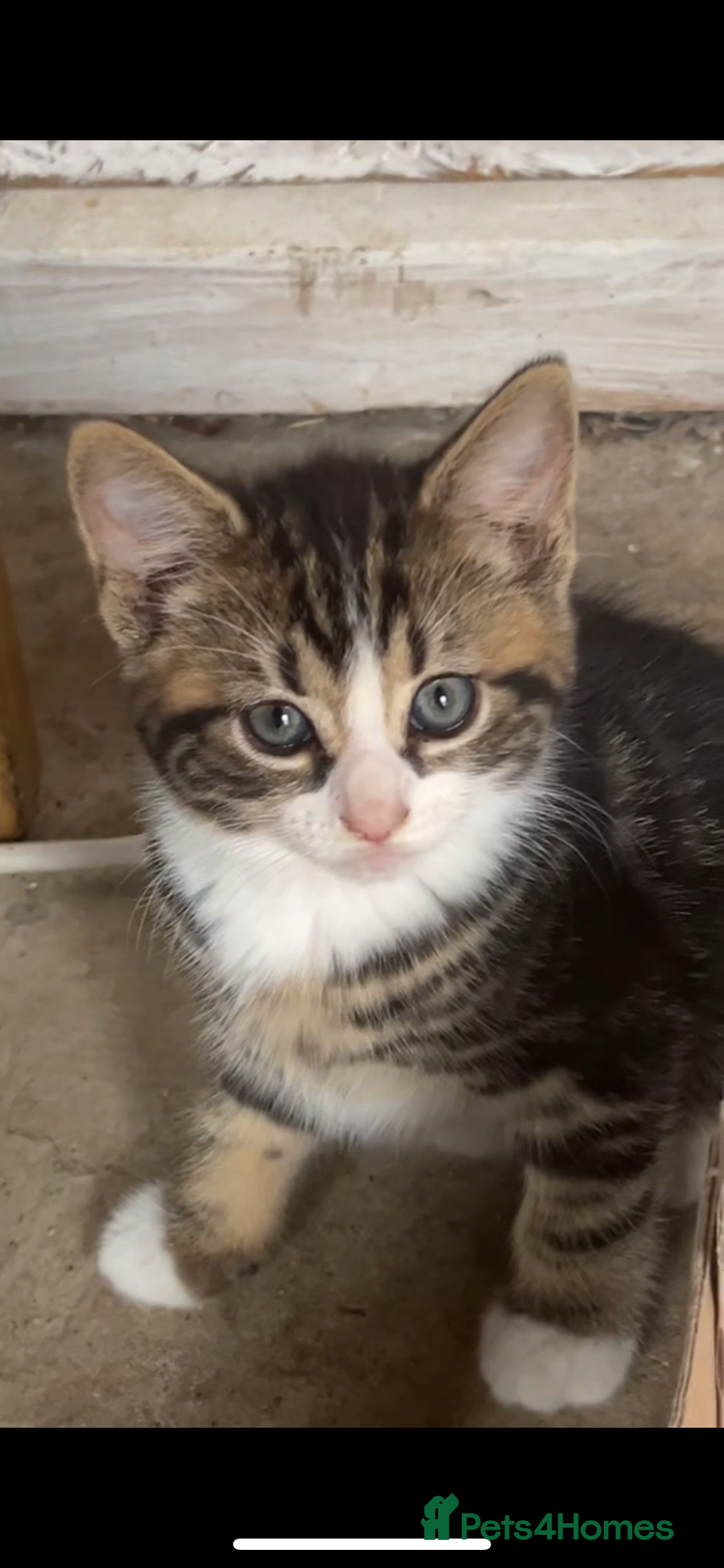 Mixed Breed cats for sale: Maine coon mixed breed - Image 12