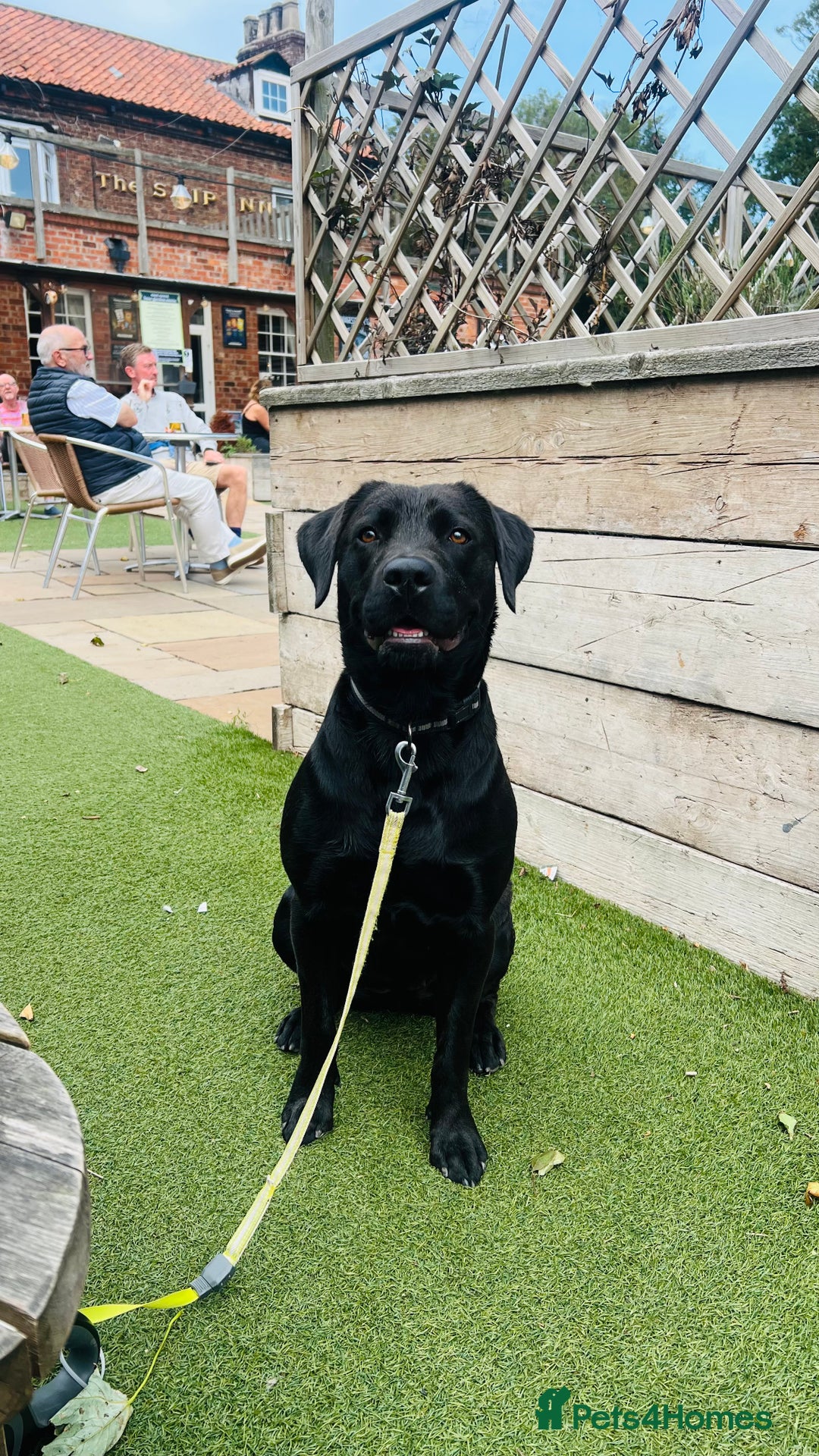 Labrador Retriever dogs for sale: Beautiful Labrador  - Advert 2