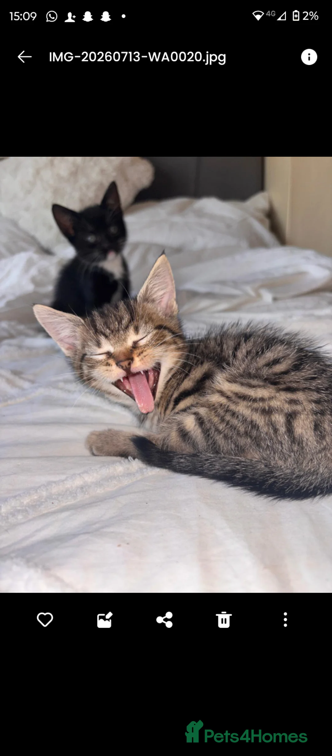 Mixed Breed cats for sale: 4 Tabby's & 3 black and white  - Advert 2