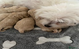 Maltipoo dogs for sale: Beautiful Apricot Maltipoo puppies. - Image 26