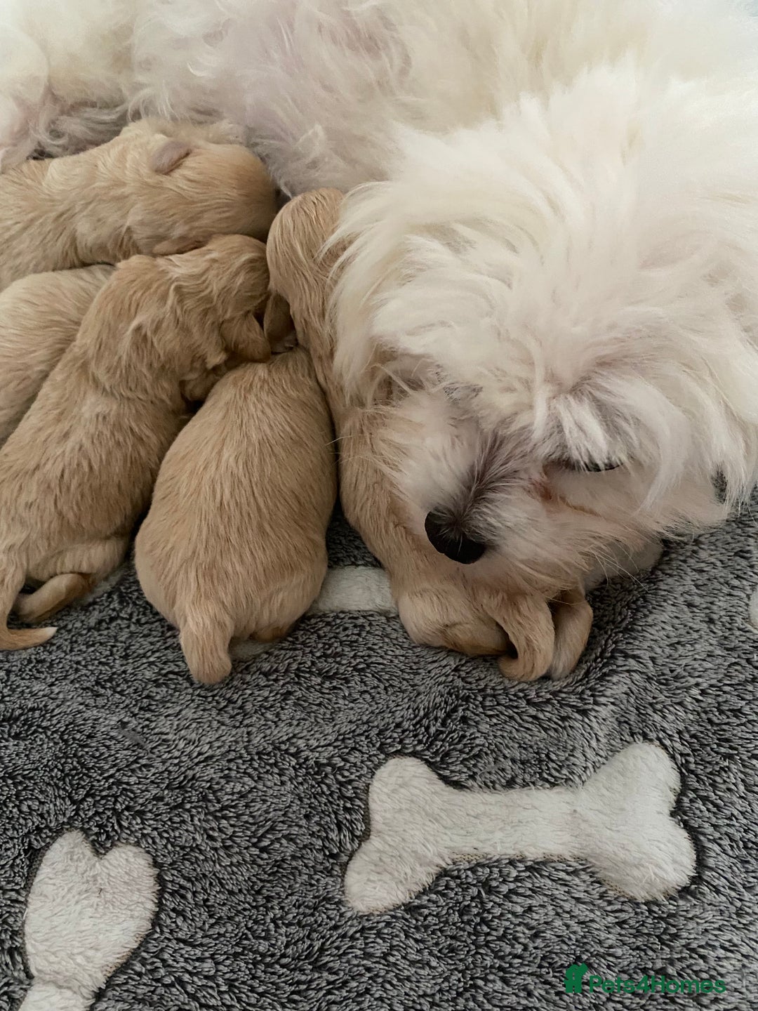 Maltipoo dogs for sale: Beautiful Apricot Maltipoo puppies. - Image 26
