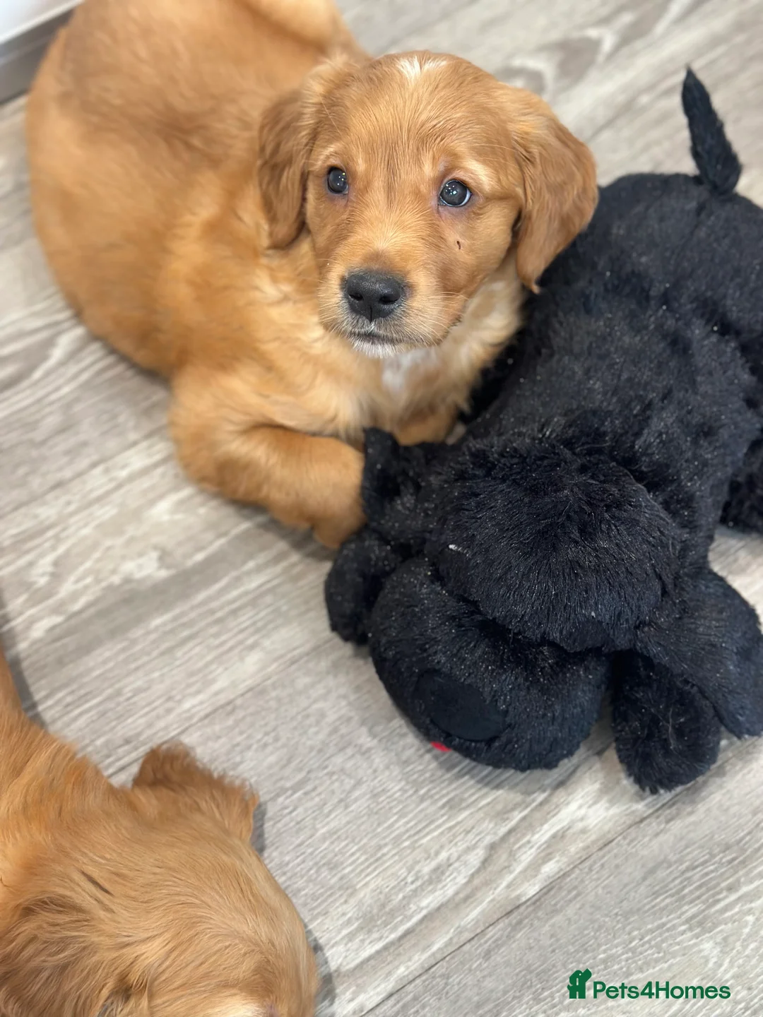 Golden Retriever dogs for sale: Dark Golden KC registered Golden retrievers - Advert 5