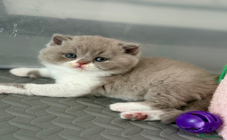 British Shorthair cats - Advert 1