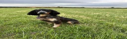 Cocker Spaniel dogs for stud: For stud only -Black and Tan with blue roan cocker - Advert 3