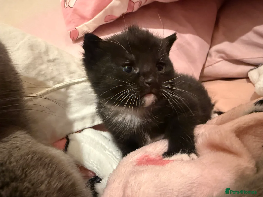 Mixed Breed cats for sale: Russian blue x tabby  - Advert 3