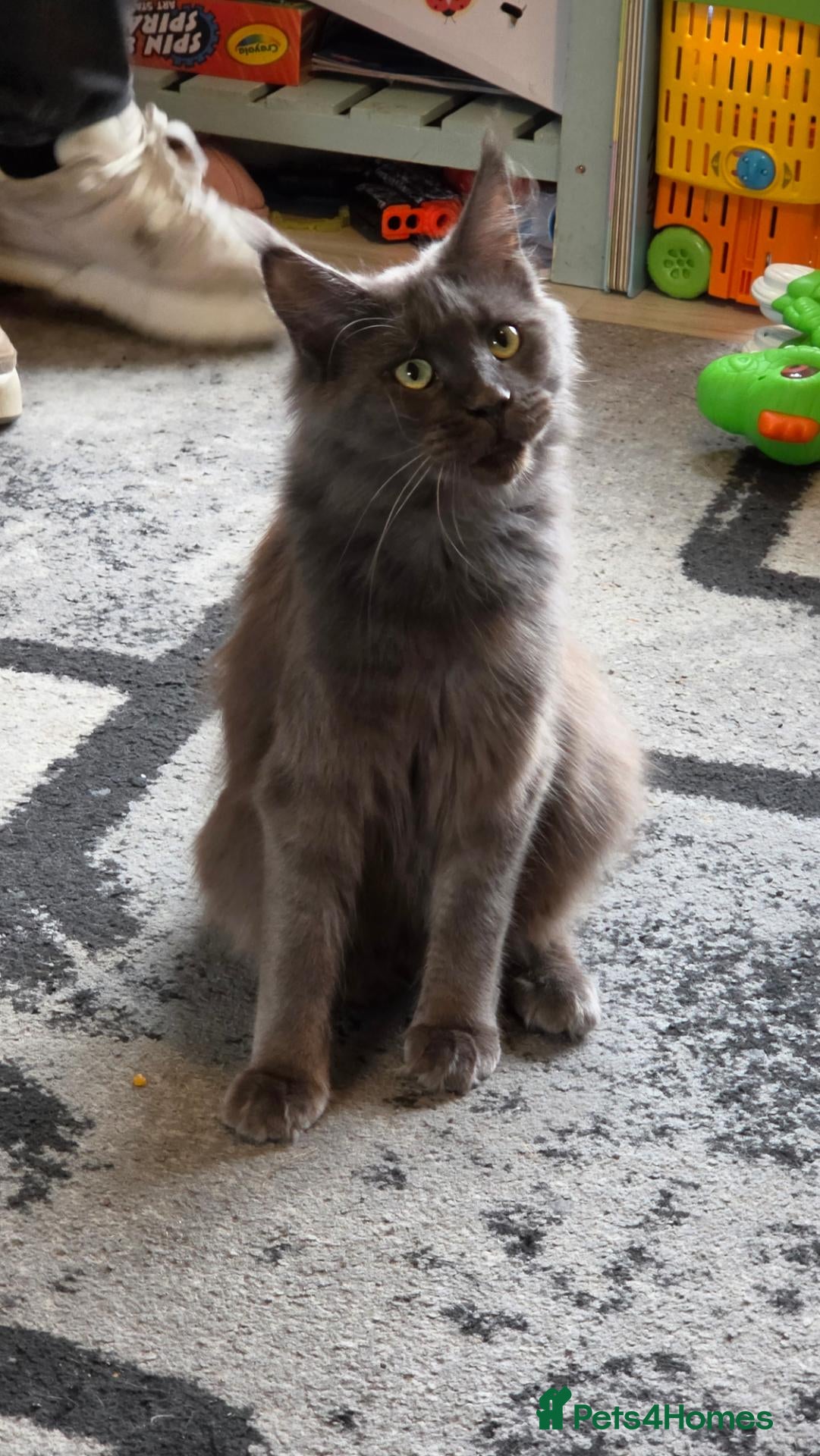 Maine Coon cats 2 beautiful maincoon kittens  - Advert 5
