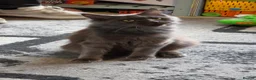 Maine Coon cats for sale: 2 beautiful maincoon kittens  in Ipswich - Advert 1