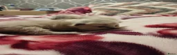 Ragdoll cats for sale: Beautiful Ragdoll Kittens – Only 2 Boys Left - Advert 4