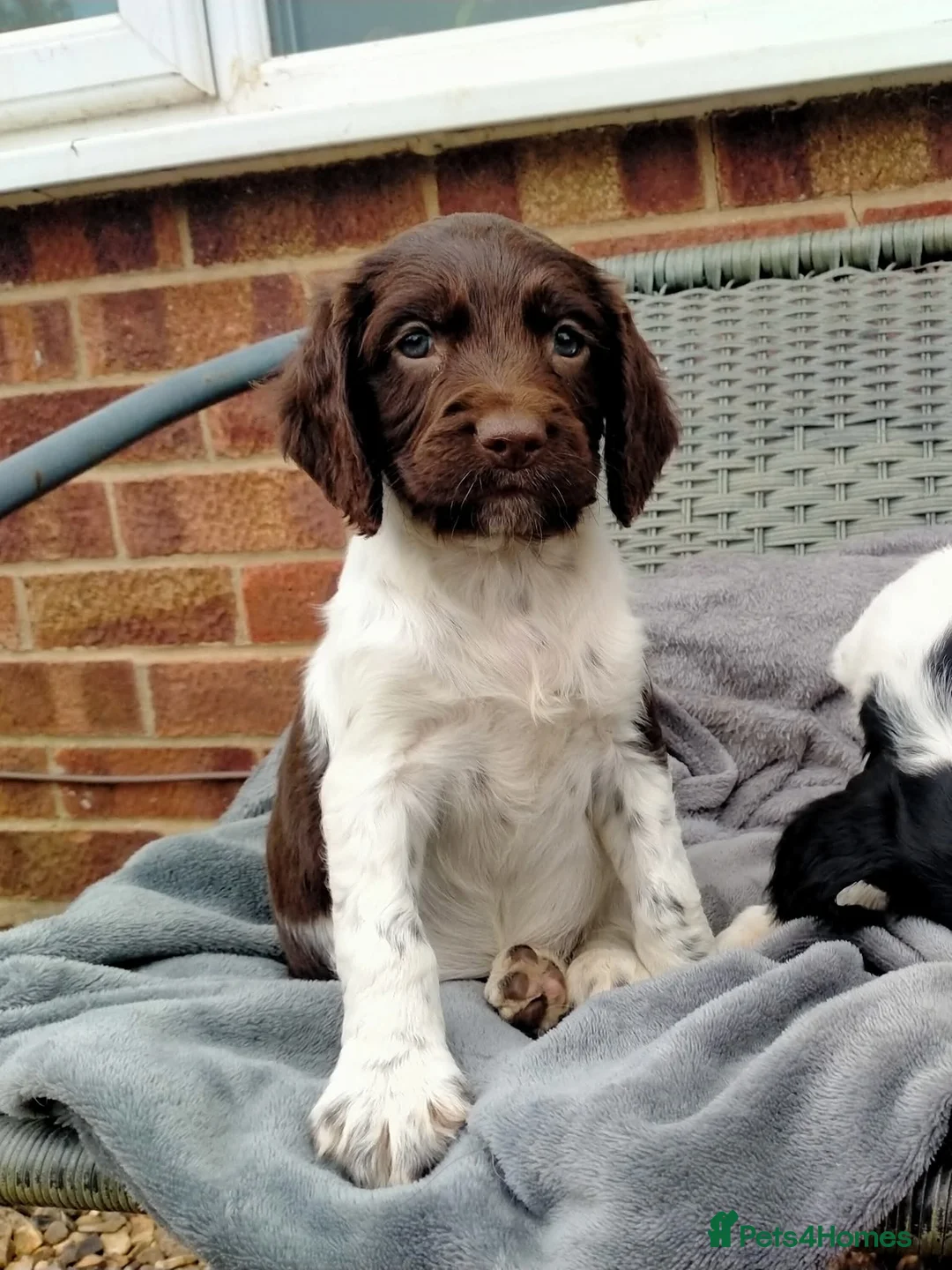 English Springer Spaniel dogs for stud: Traditional keeper's KC working stud - Advert 2