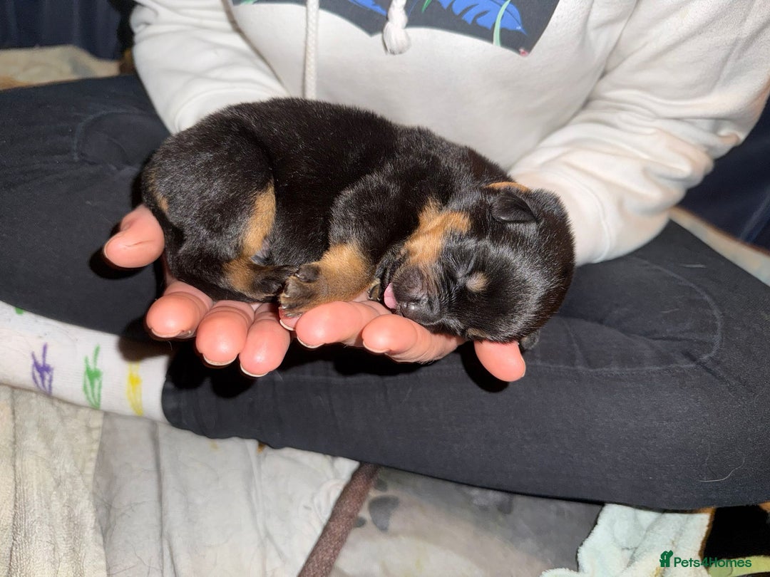 Rottweiler dogs for sale: 12 beautiful puppies  - Image 19