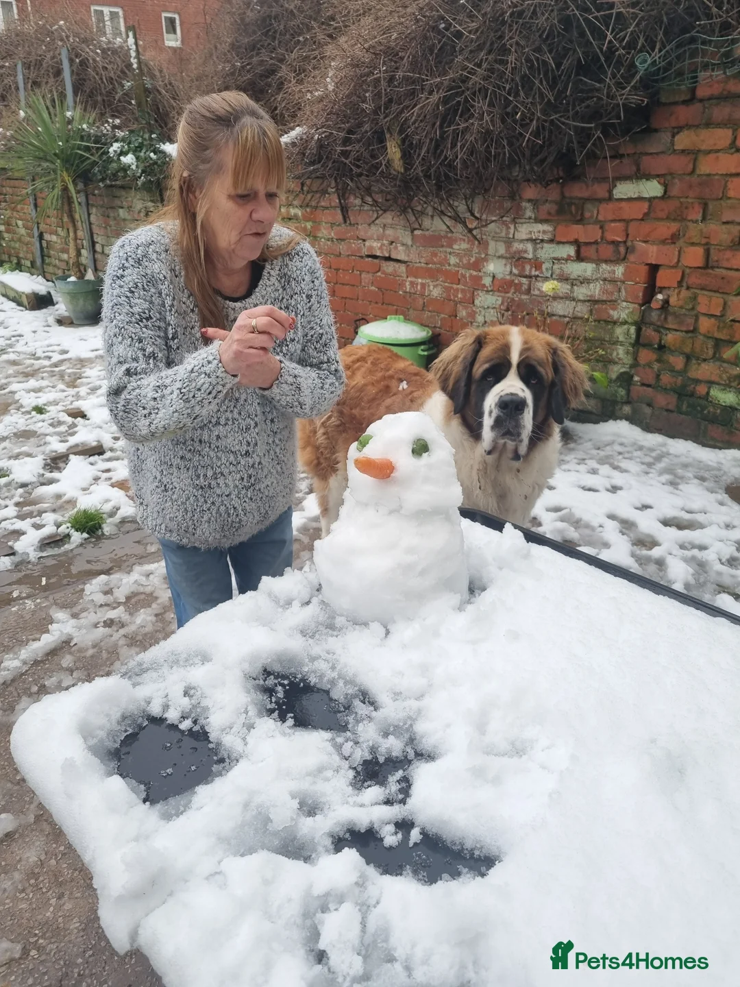 Saint Bernard dogs for sale: Saint Bernard girl look for a new home. - Advert 4