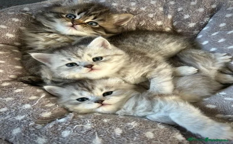 Pixie Bob cats - Advert 1