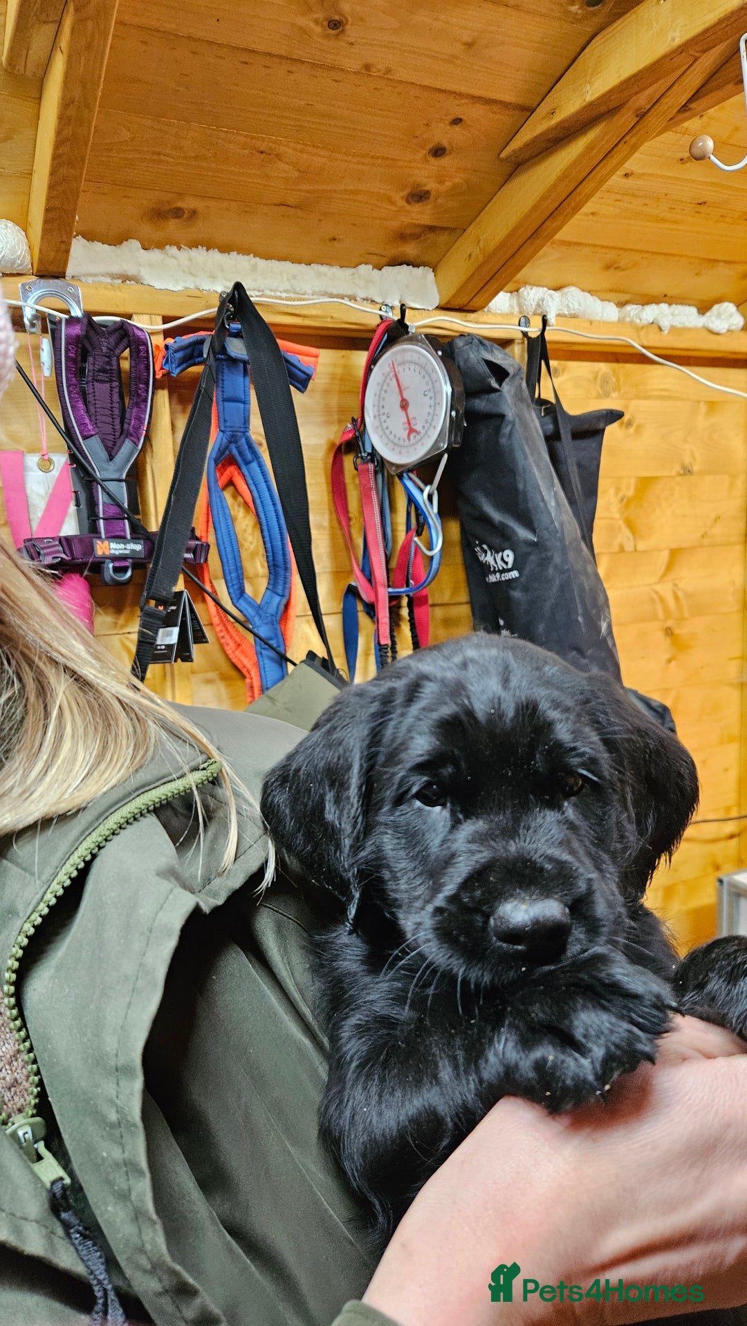 Labrador Retriever dogs for sale: Black labrador x gwp puppies working or pet homes - Advert 28