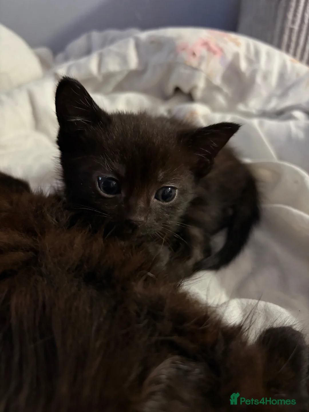 Mixed Breed cats for sale: Kittens  - Advert 5