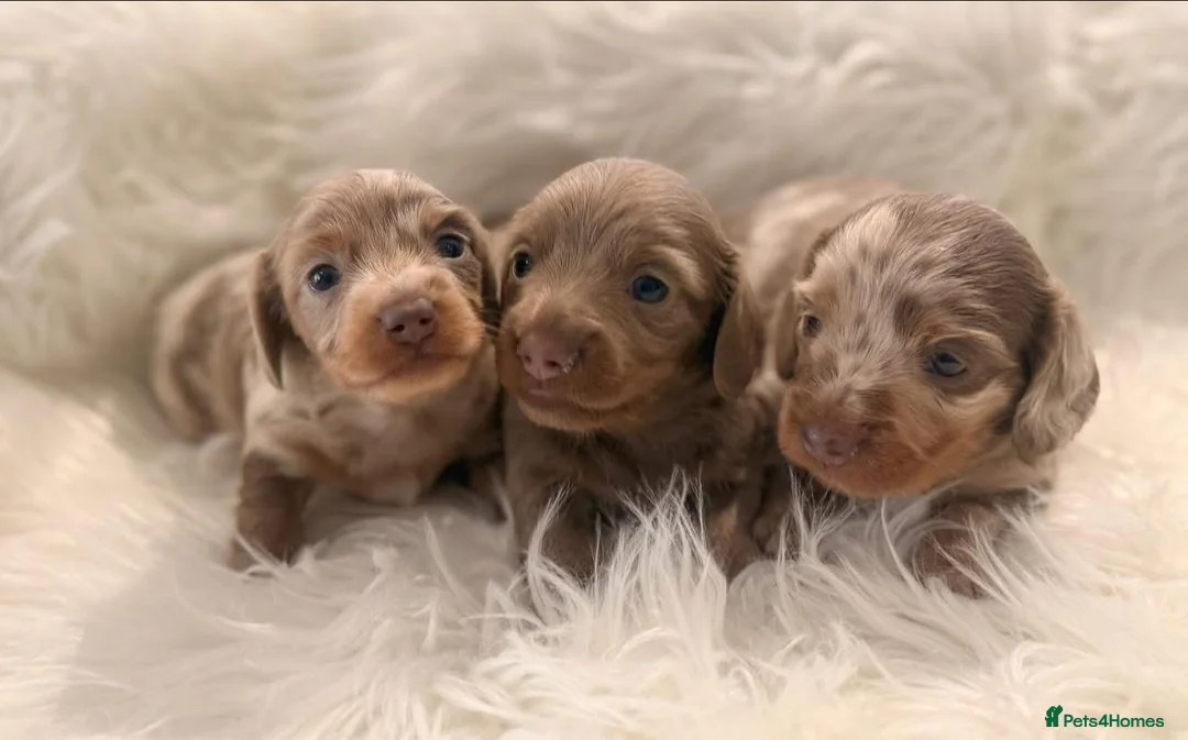 Miniature Dachshund dogs for sale: Miniature dachshunds for sale  - Advert 2