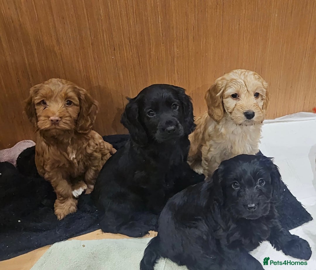 Cockapoo dogs for sale: Beautiful black F1B cockapoo boy ready next week  - Advert 4