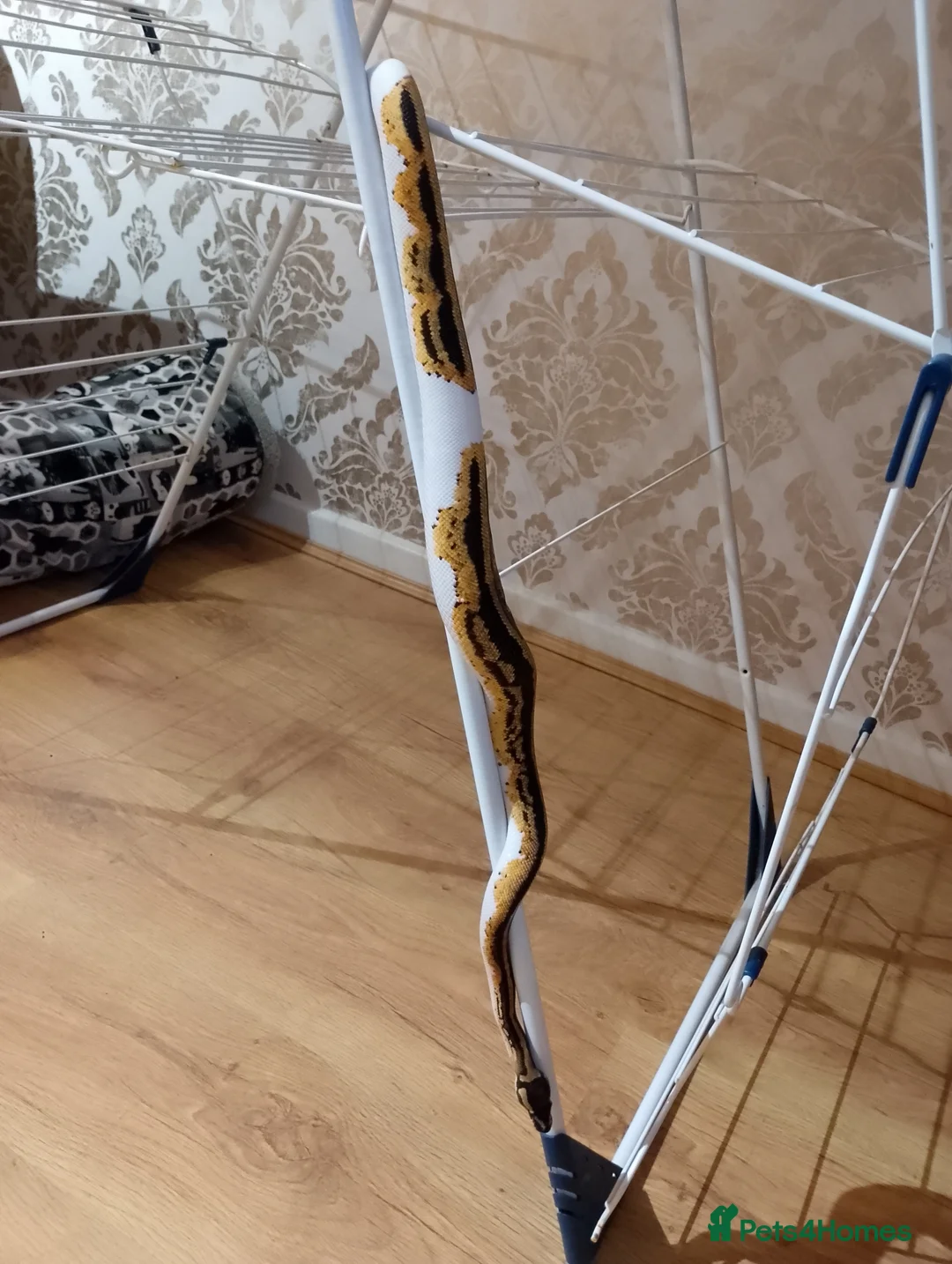 Python Snake reptiles for sale: Pied ball python in Bromyard - Advert 2