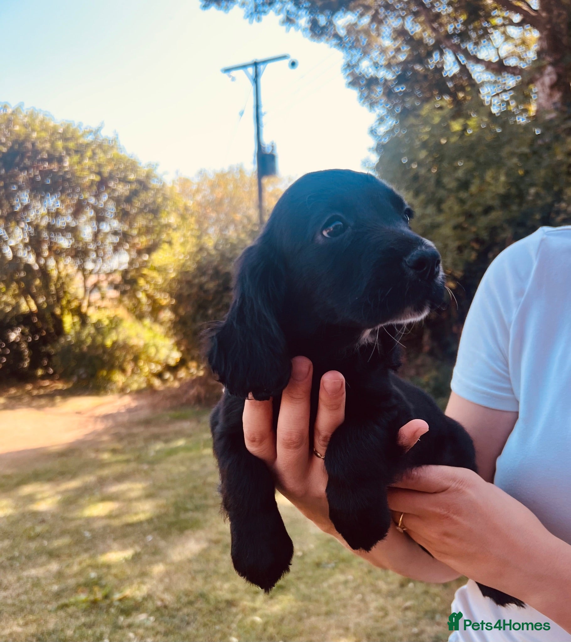 Cocker Spaniel dogs  Tri /white&black working cocker spaniel puppies  - Advert 11