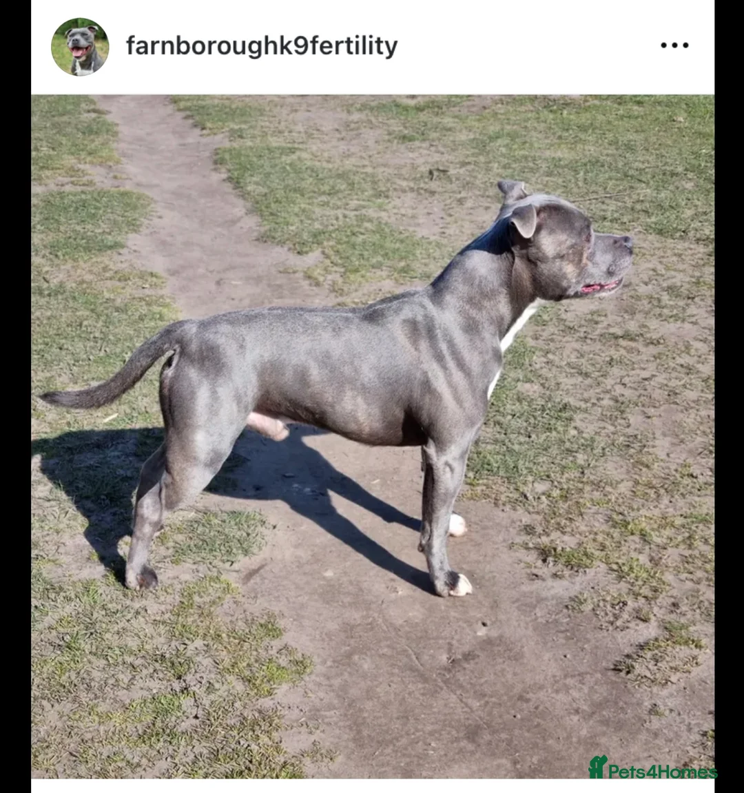 Staffordshire Bull Terrier dogs for stud: Proven Staffordshire Bull Terrier for stud in Farnborough - Advert 11