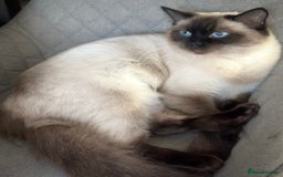 Ragdoll cats for sale: Adorable Ragdolls- DNA Clear Parents 🌟 - Image 15
