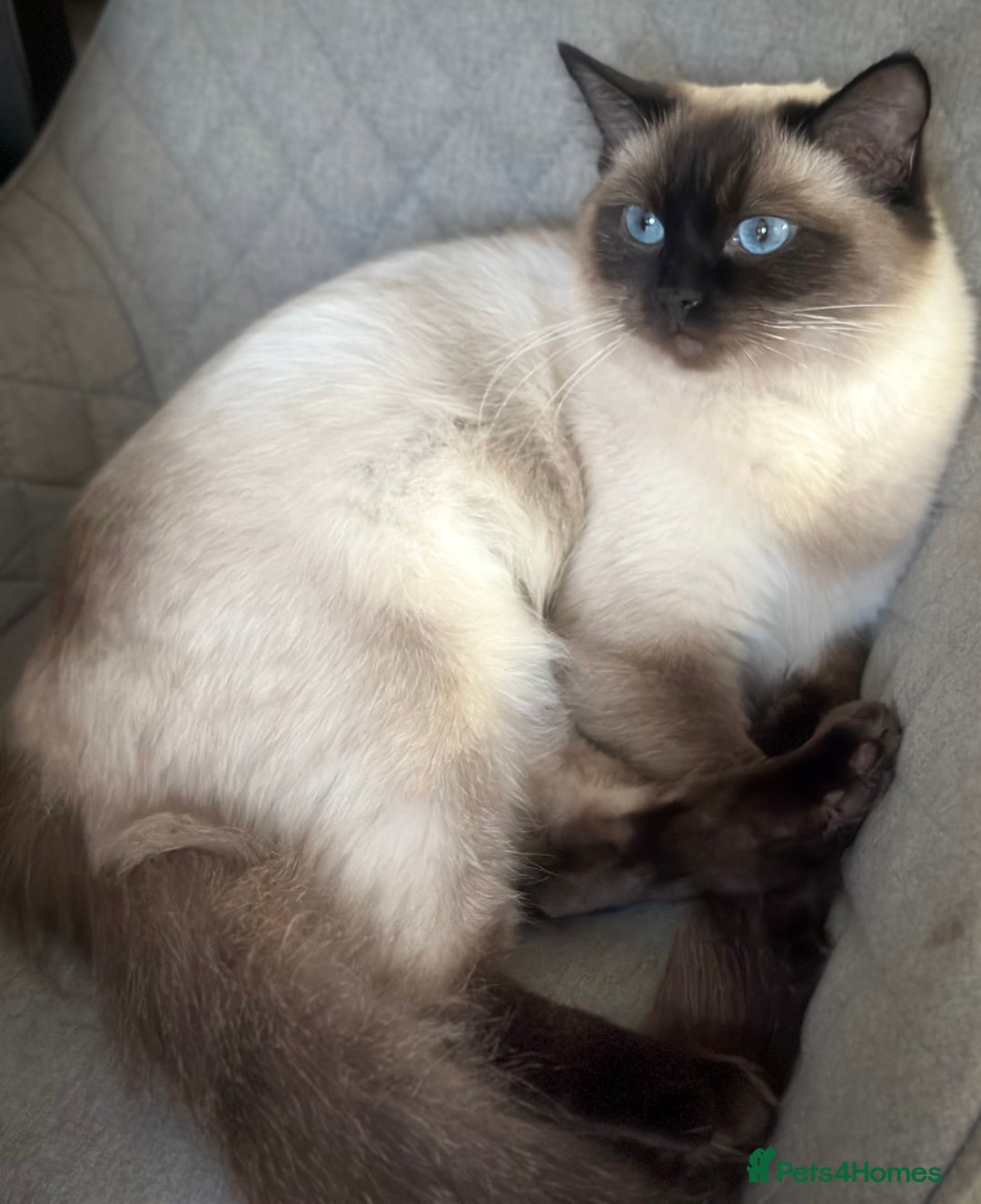 Ragdoll cats for sale: Adorable Ragdolls- DNA Clear Parents 🌟 - Image 15