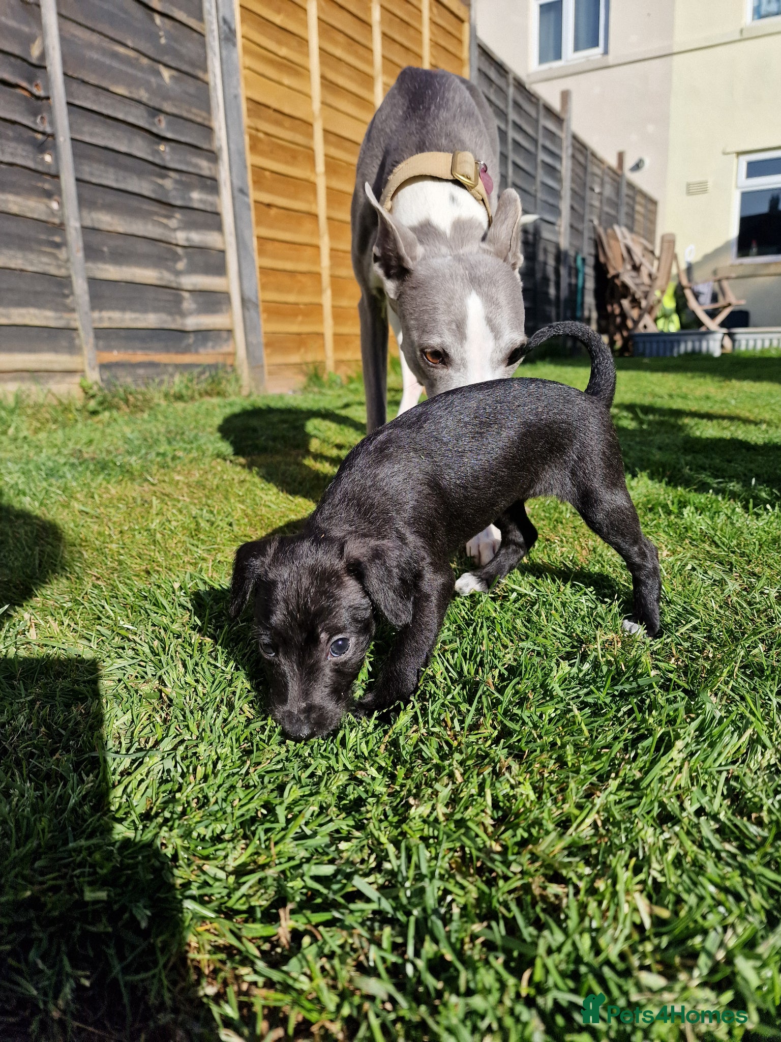 Mixed Breed dogs Italian Greyhound X Bedlington Whippet F1 - Advert 14