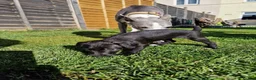 Mixed Breed dogs for sale: Italian Greyhound X Bedlington Whippet F1 - Advert 1