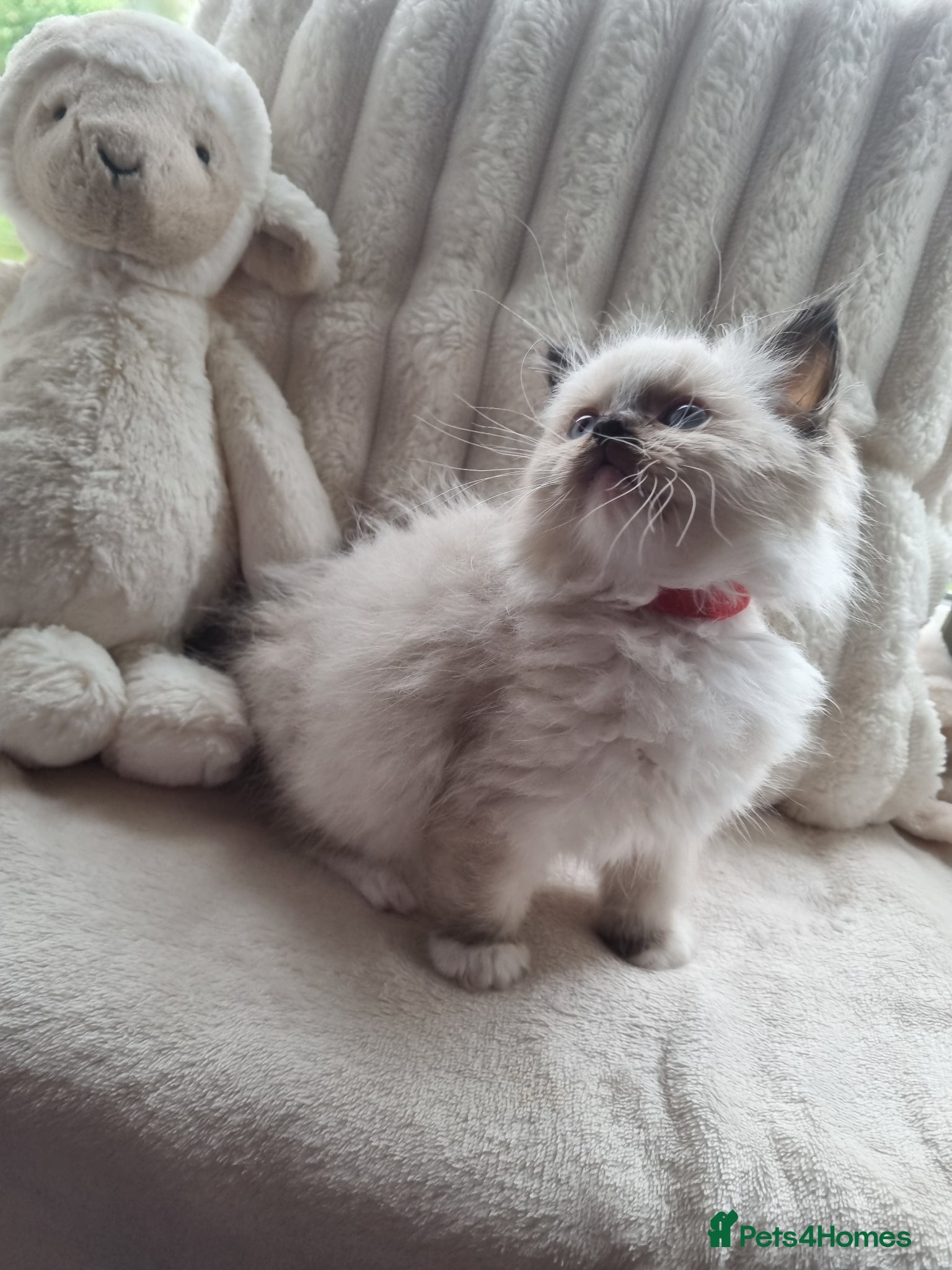 Ragdoll cats 🩵 Ragdoll Kittens 1 x Male AVAILABLE NOW🩵 - Advert 10